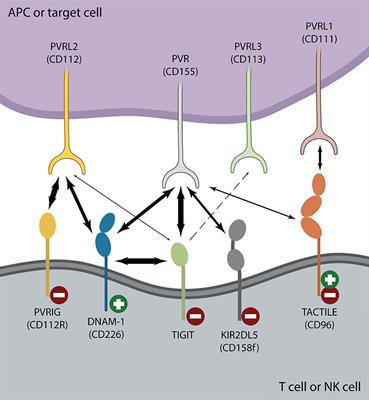 TIGIT Blockade: A Multipronged Approach to Target the HIV Reservoir